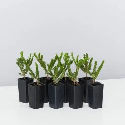 Shrubs Eutaxia Obovata