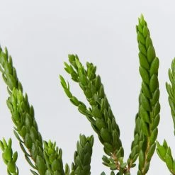 Shrubs Eutaxia Obovata