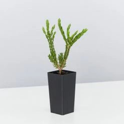 Shrubs Eutaxia Obovata