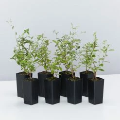 Shrubs Evolvulus Pilosus Blue