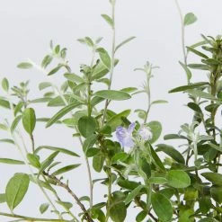 Shrubs Evolvulus Pilosus Blue