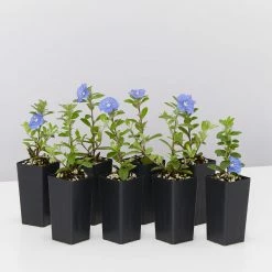 Shrubs Ground Covers Evolvulus Nummularius Blue Daze