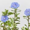 Shrubs Ground Covers Evolvulus Nummularius Blue Daze