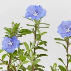 Shrubs Ground Covers Evolvulus Nummularius Blue Daze