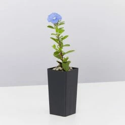 Shrubs Ground Covers Evolvulus Nummularius Blue Daze