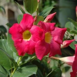 Shrubs Dipladenia Mandevilla 'Red Riding Hood' Full Sun