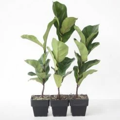 Indoor Garden Assorted Ficus - 85mm Plant Packs