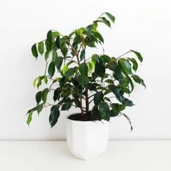 Indoor Garden Assorted Ficus - 85mm Plant Packs