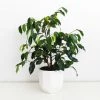 Indoor Garden Ficus Midnight Beauty