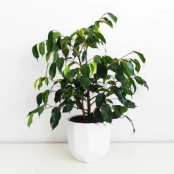 Indoor Garden Ficus Midnight Beauty