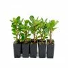 Hedge Ficus Microcarpa Green Island