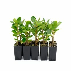Hedge Ficus Microcarpa Green Island