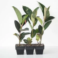 Indoor Garden Assorted Ficus - 85mm Plant Packs