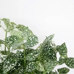 Shrubs Hypoestes Confetti Compact White