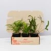 Indoor Garden Fern Mixed Pack 85mm