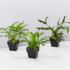 Indoor Garden Fern Mixed Pack 85mm
