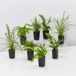 Indoor Garden Fern Mixed Pack