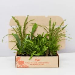 Indoor Garden Fern Mixed Pack