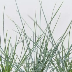 Shrubs Festuca Glauca Beyond Blue Border Plants
