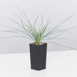 Shrubs Festuca Glauca Beyond Blue Border Plants