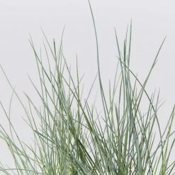 Shrubs Full Sun Festuca Glauca