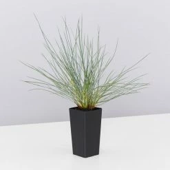 Shrubs Full Sun Festuca Glauca