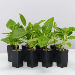 Indoor Garden Full Sun Ficus Altissima Yellow Gem