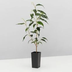 Indoor Garden The Plant Killers Houseplant Pack Easy Care Plants