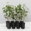 Indoor Garden Ficus Midnight Petite - Weeping Fig