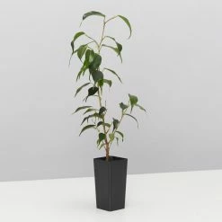 Indoor Garden Assorted Ficus Pack Plant Packs 14 Indoor Garden Assorted Ficus Pack Plant Packs