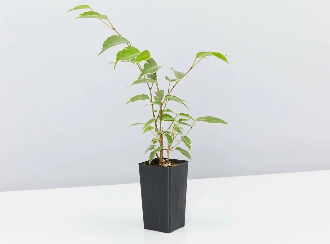 Indoor Garden Assorted Ficus Pack Plant Packs 7 Indoor Garden Assorted Ficus Pack Plant Packs