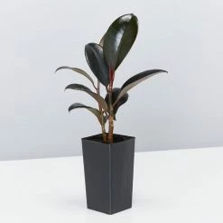 Indoor Garden Assorted Ficus Pack Plant Packs 12 Indoor Garden Assorted Ficus Pack Plant Packs