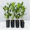Shrubs Ficus Microcarpa Hillii Flash