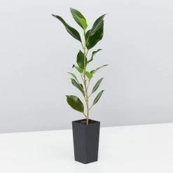 Shrubs Ficus Microcarpa Hillii Flash