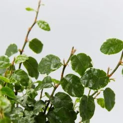 Indoor Garden Ficus Pumila Ice Caps Creeping Fig Shrubs
