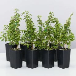 Indoor Garden Ficus Pumila Ice Caps Creeping Fig Shrubs