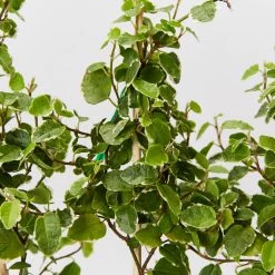 Indoor Garden Ficus Pumila Ice Caps Creeping Fig Shrubs