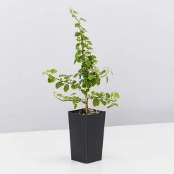 Indoor Garden Ficus Pumila Ice Caps Creeping Fig Shrubs