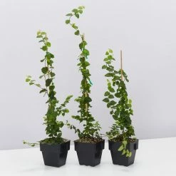 Shrubs Ficus Pumila Minima - Creeping Fig 85mm