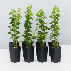 Shrubs Ficus Pumila Minima Creeping Fig