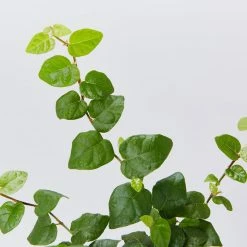 Shrubs Ficus Pumila Minima Creeping Fig