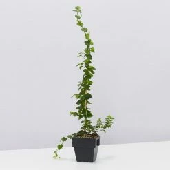 Shrubs Ficus Pumila Minima - Creeping Fig 85mm