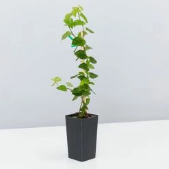 Shrubs Ficus Pumila Minima Creeping Fig