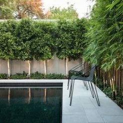 Shrubs Ficus Microcarpa Hillii Flash