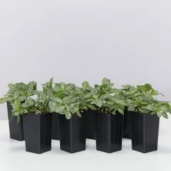 Indoor Garden Border Plants Fittonia Verschaffeltii Starlight