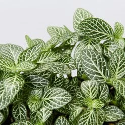 Indoor Garden Border Plants Fittonia Verschaffeltii Starlight