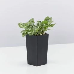 Indoor Garden Border Plants Fittonia Verschaffeltii Starlight