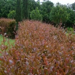 Hedge Acmena Smithii 'Firescreen' Lilly Pilly Screening Pack
