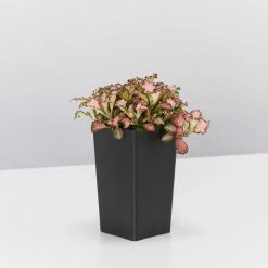 Indoor Garden Fittonia Albivenis Pink Anne Nerve Plants