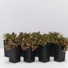 Indoor Garden Fittonia Albivenis Jungle Flame Houseplant Pack